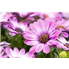 bellaflora Gartencenter GmbH