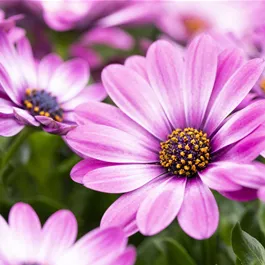 Osteospermum ecklonis Flower Power ®