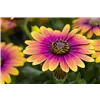 bellaflora Gartencenter GmbH