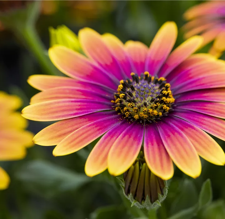 Kapkörbchen 'Compact FlowerPower® Purple Sun'