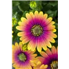 bellaflora Gartencenter GmbH
