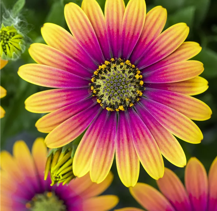 Kapkörbchen 'Compact FlowerPower® Purple Sun'