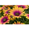 bellaflora Gartencenter GmbH