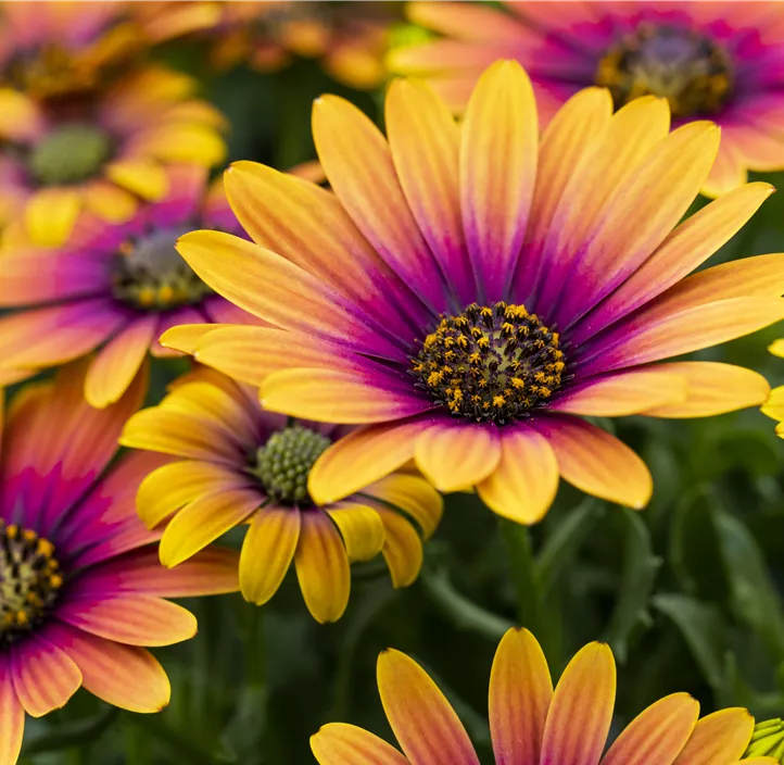 Kapkörbchen 'Compact FlowerPower® Purple Sun'