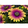 bellaflora Gartencenter GmbH