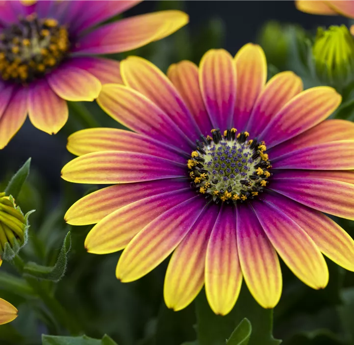 Kapkörbchen 'Compact FlowerPower® Purple Sun'