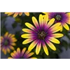 bellaflora Gartencenter GmbH
