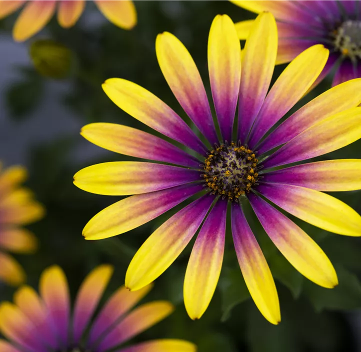 Kapkörbchen 'Compact FlowerPower® Purple Sun'