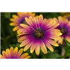 bellaflora Gartencenter GmbH