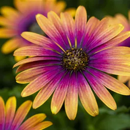 Osteospermum ecklonis Purple Sun