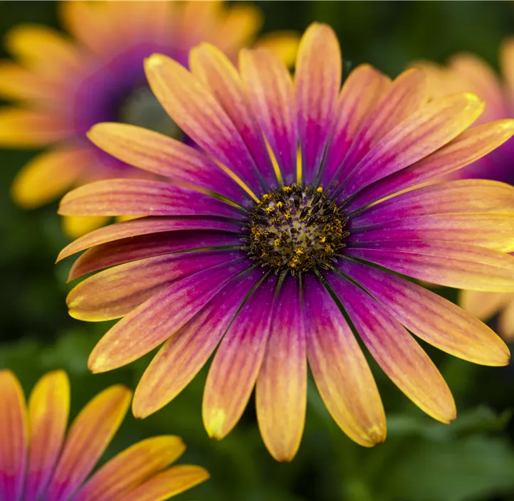 Kapkörbchen 'Compact FlowerPower® Purple Sun'