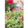 bellaflora Gartencenter GmbH