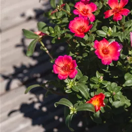 Portulaca oleracea Smoothie