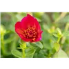 bellaflora Gartencenter GmbH