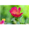 bellaflora Gartencenter GmbH