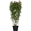 bellaflora Gartencenter GmbH