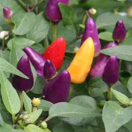 Capsicum annuum Aurora Chili