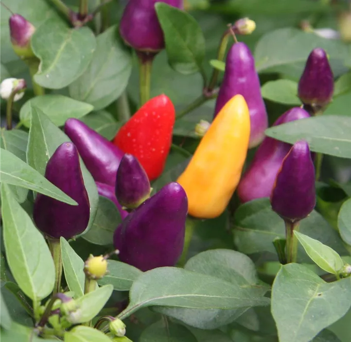 Chili 'Aurora'