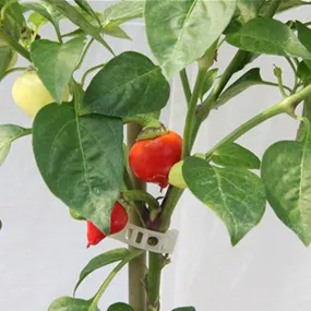 Capsicum annuum Herzchili Biquinho