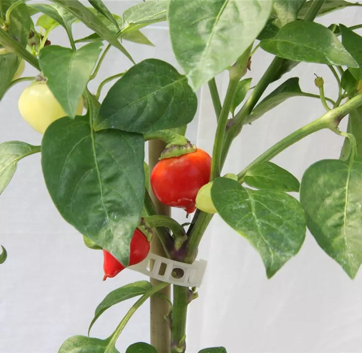 Chili