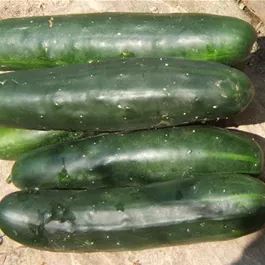 Cucumis sativus Market More Feldgurke