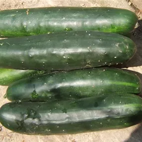 Cucumis sativus Market More Feldgurke