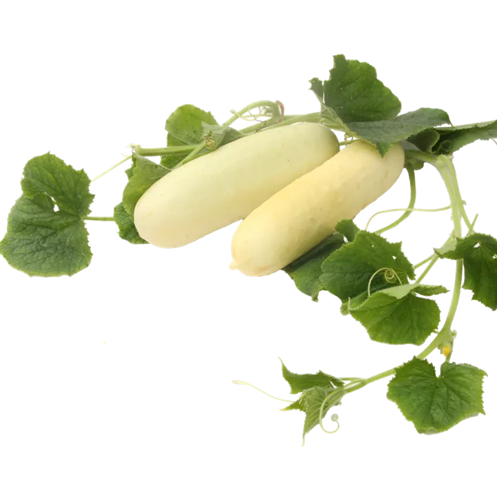 Gurke