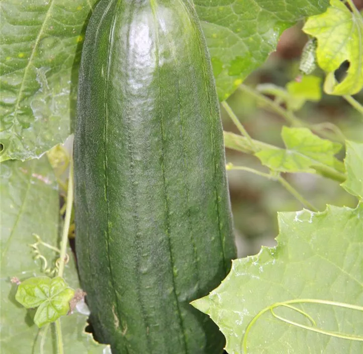 Schwammgurke