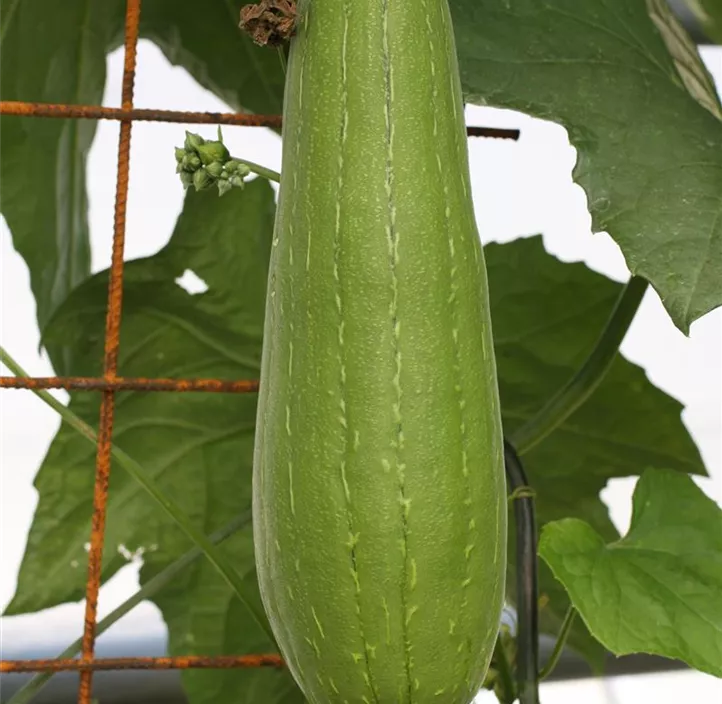 Schwammgurke