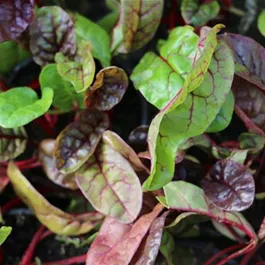 Beta vulgaris Feurio Smoothie Mangold