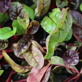 Beta vulgaris Feurio Smoothie Mangold