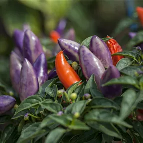 Capsicum annuum Bolivian Rainbow Chili