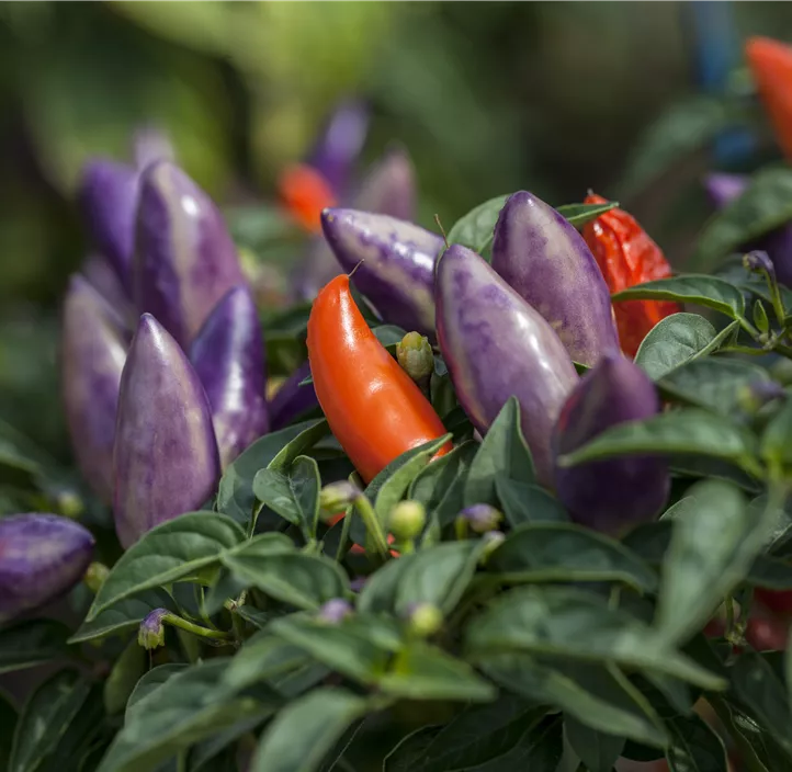 Chili 'Bolivian Rainbow'