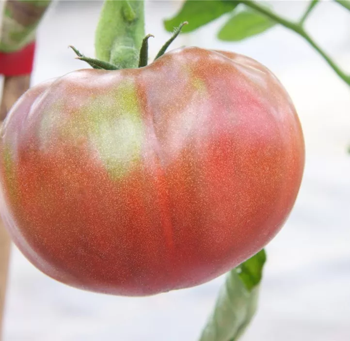 Tomate 'Lila Sari'