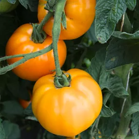 Lycopersicon Valencia Grillparadeiser
