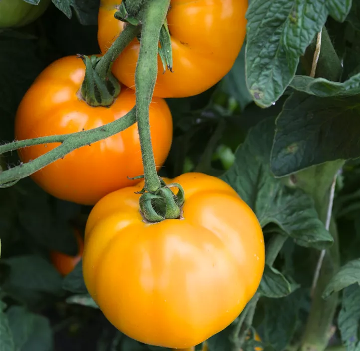 Tomate 'Valencia'