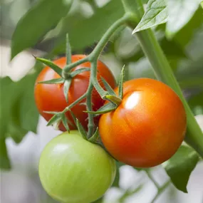 Lycopersicon Jani Salattomate