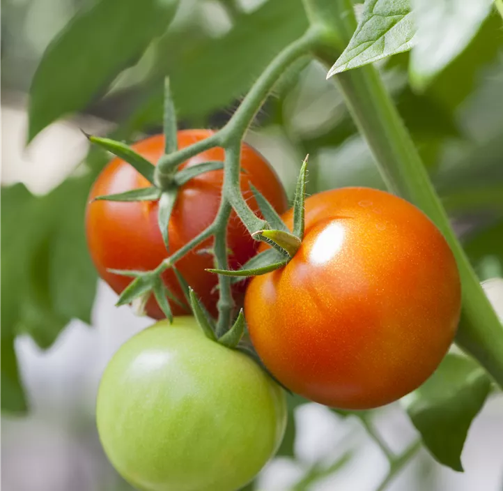 Salattomate 'Jani'