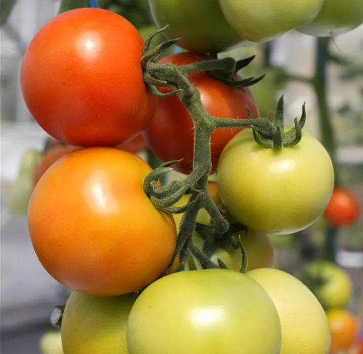 Salattomate 'Jani'