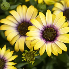 Osteospermum ecklonis Blue Eyed Beauty