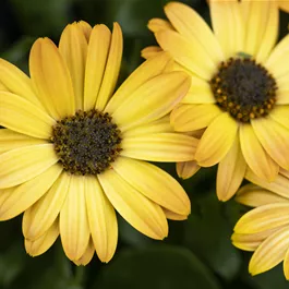 Osteospermum ecklonis Margarita Orange Flare