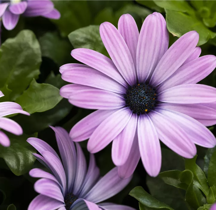 Kapkörbchen 'SUNNY® Electra'