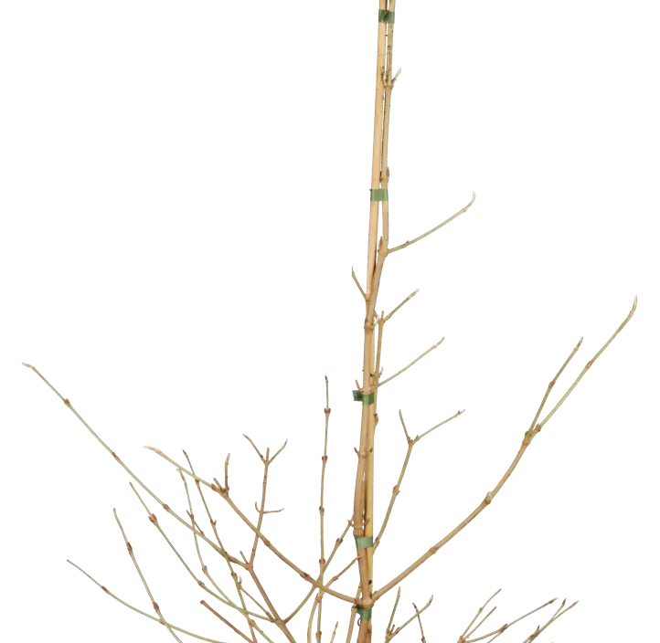 Japanischer Schneeball 'Kilimandjaro'®