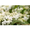 bellaflora Gartencenter GmbH