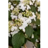 bellaflora Gartencenter GmbH