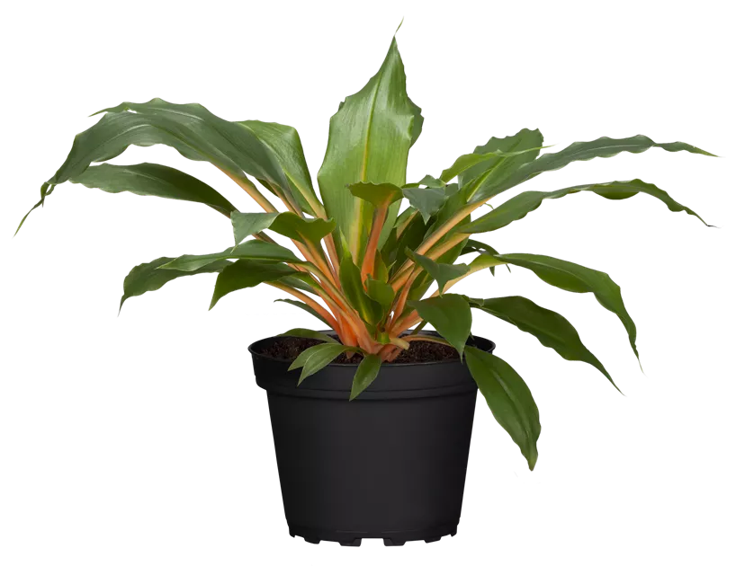 Chlorophytum comosum Green Orange, Grnlilie 'Green Orange' - Bellaflora