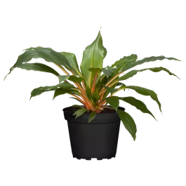 Chlorophytum comosum Green Orange