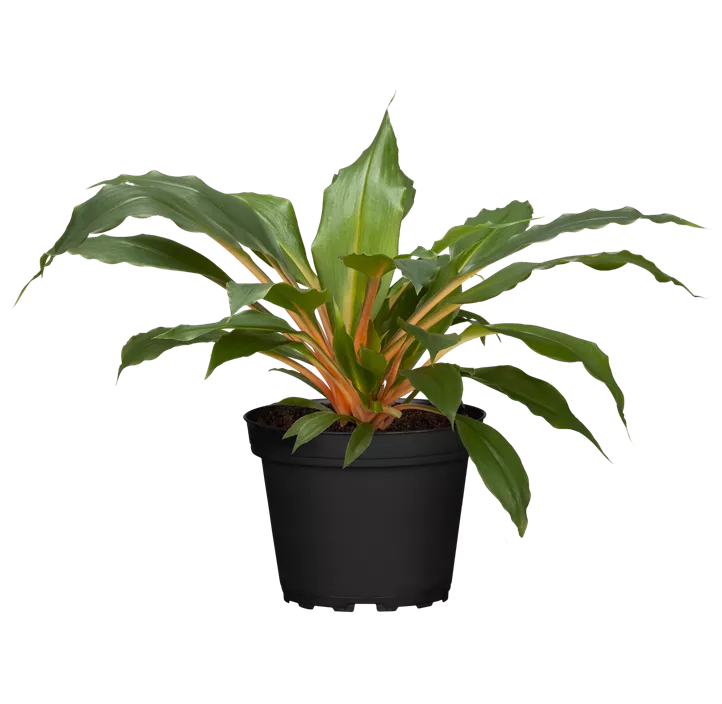 Grünlilie 'Green Orange'