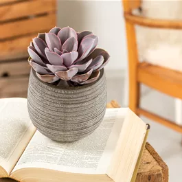 Echeveria hybride Ebony