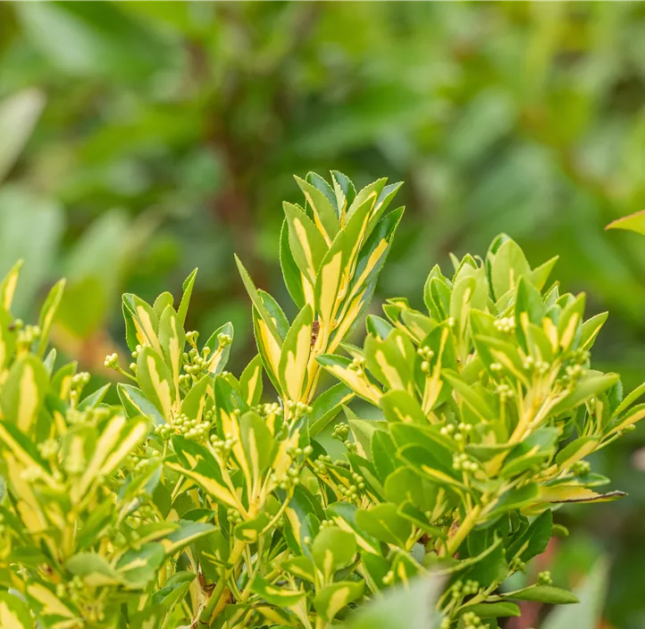 Gelbbunte Japanspindel 'Aureopictus'